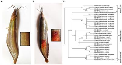 Community Structure and Functional Annotations of the Skin Microbiome in Healthy and Diseased Catfish, <mark class="highlighted">Heteropneustes fossilis</mark>
